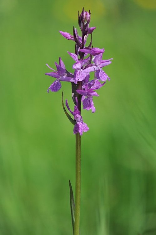 Dactylorhiza_traunsteineri4.jpg