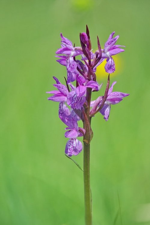 Dactylorhiza_traunsteineri5.jpg