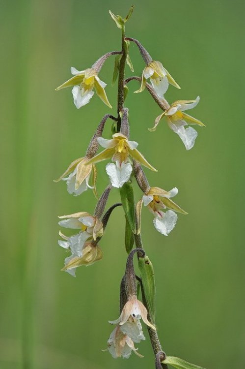 Epipactis_palustris2.jpg