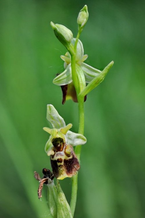 Ophrys_holosericea-v1.jpg