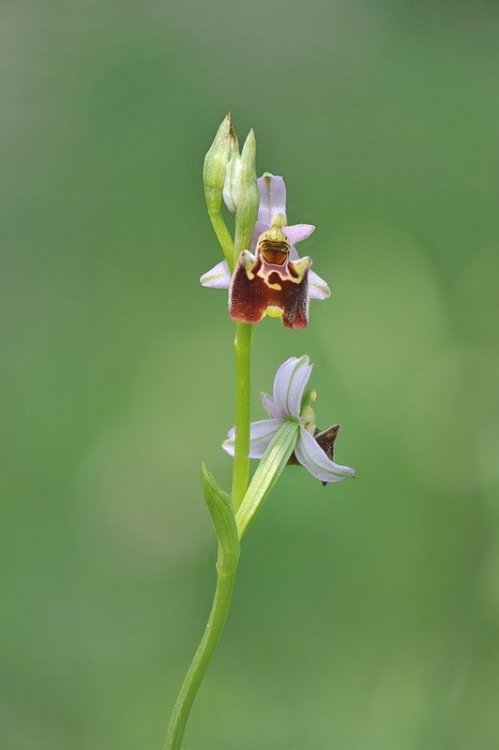 Ophrys_tetraloniae.jpg