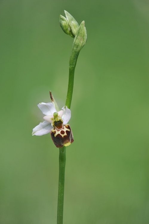Ophrys_tetraloniae1.jpg