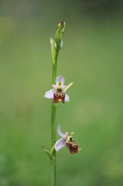 Ophrys_tetraloniae10.jpg