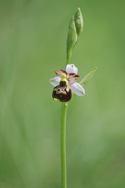 Ophrys_tetraloniae2.jpg