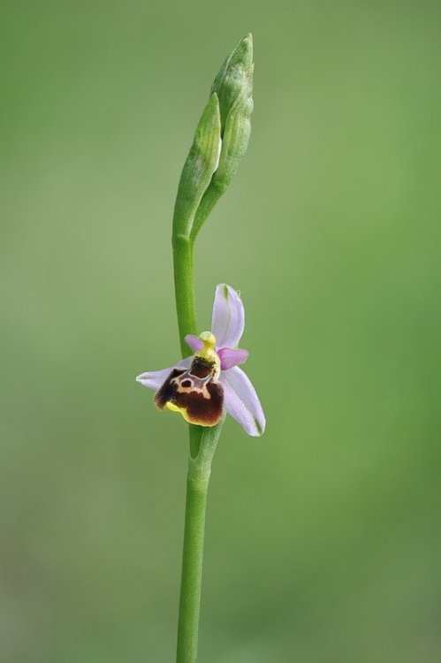Ophrys_tetraloniae3.jpg