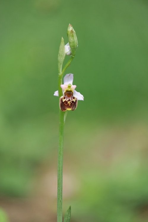 Ophrys_tetraloniae4.jpg
