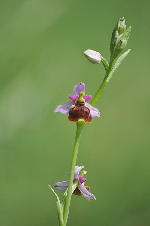Ophrys_tetraloniae5.jpg