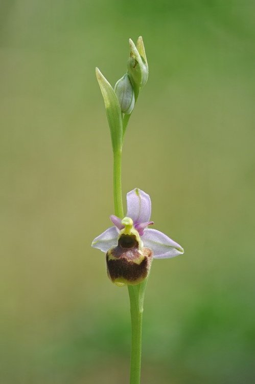 Ophrys_tetraloniae6.jpg