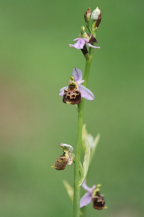 Ophrys_tetraloniae8.jpg