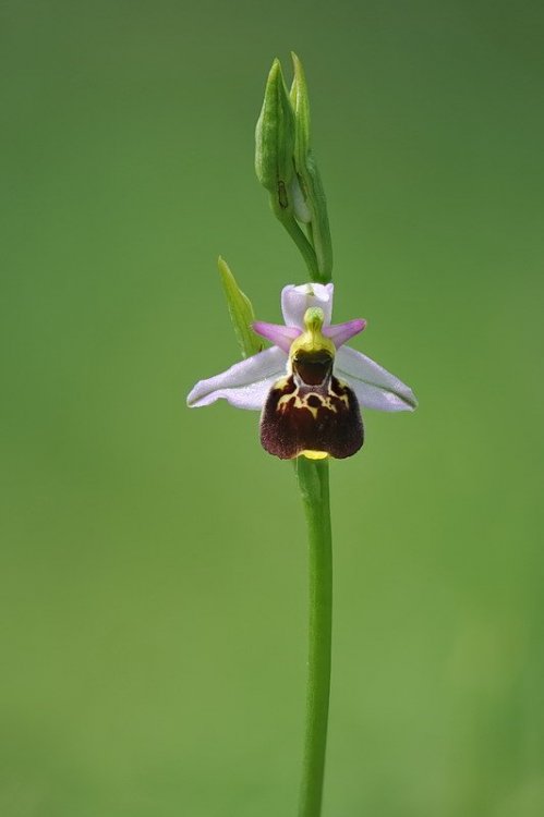 Ophrys_tetraloniae9.jpg