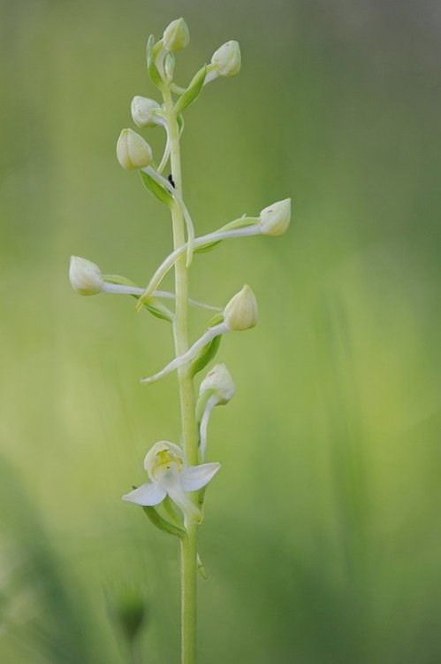 Platanthera_chlorantha.jpg