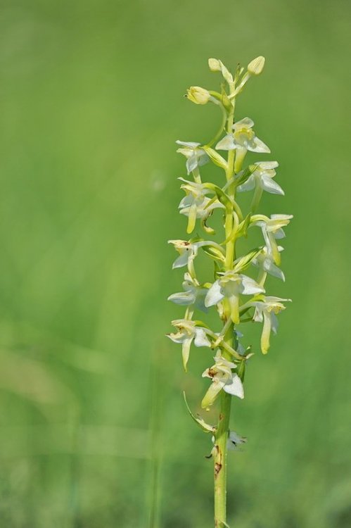 Platanthera_chlorantha1.jpg