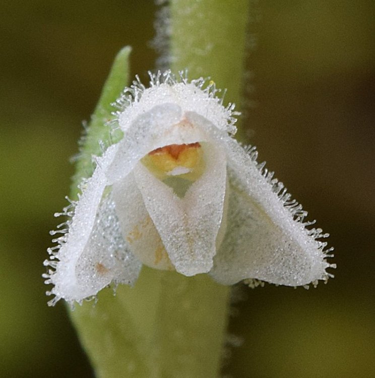 Goodyera repens (L.) R Br. in W.T. Aiton. 7.jpg