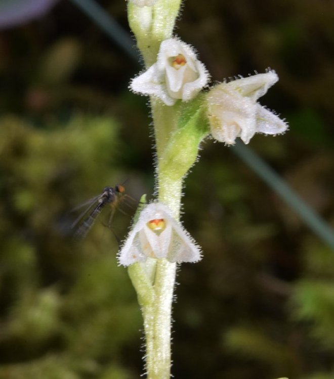 Goodyera repens (L.) R Br. in W.T. Aiton. 8.jpg