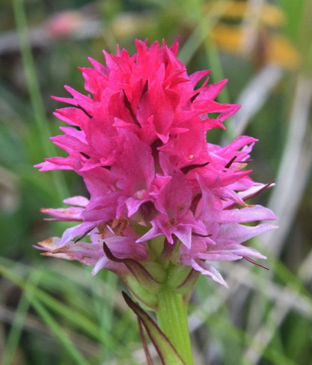 Nigritella miniata (Crantz) Janch. Var. dolomitensis. 6.jpg