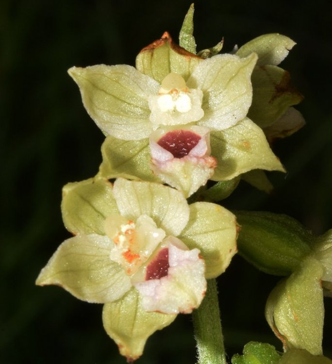 Epipactis muelleri Godfery 1921. Su. 2.jpg