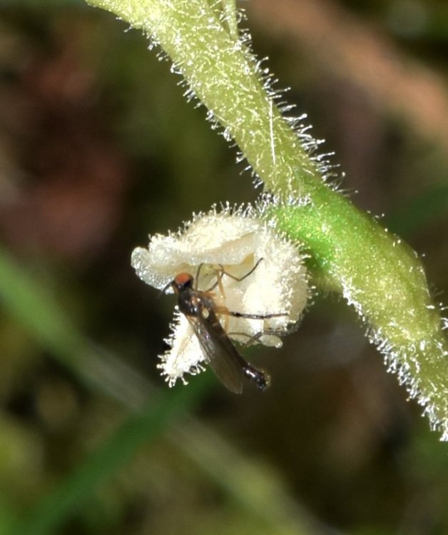 Goodyera repens (L.) R Br. in W.T. Aiton. 6.jpg