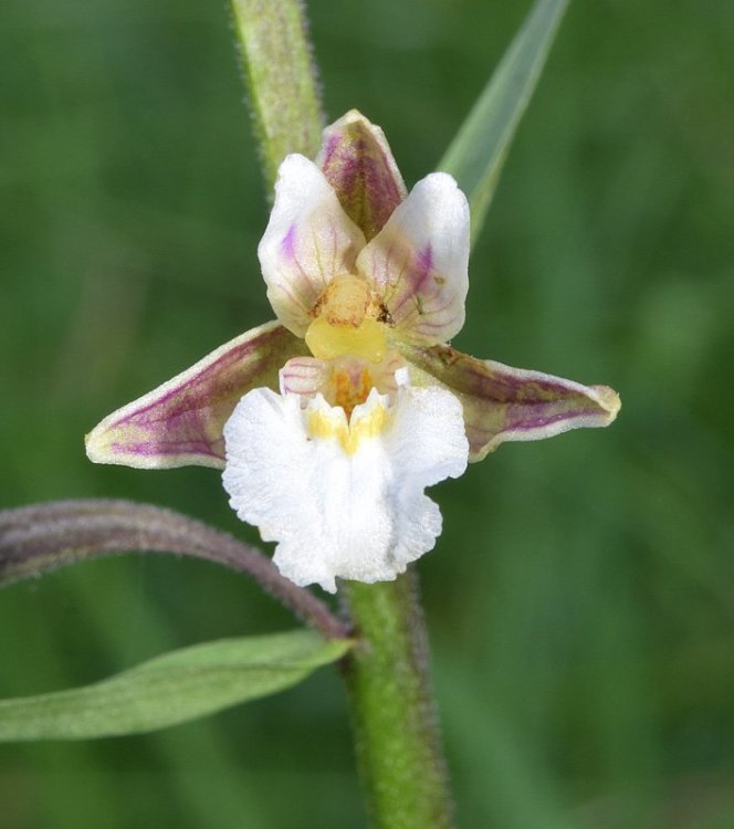 Epipactis palustris (L.) Crantz 1769. Recoaro 5.jpg