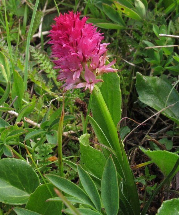 Nigritella miniata (Crantz) Janch. Var. dolomitensis. 3.jpg