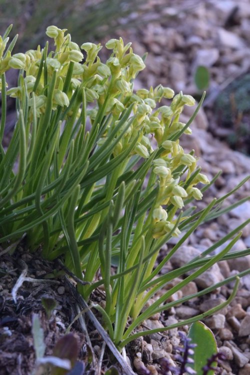 Chamorchis alpina (L.) Rich. 1817. 2.jpg