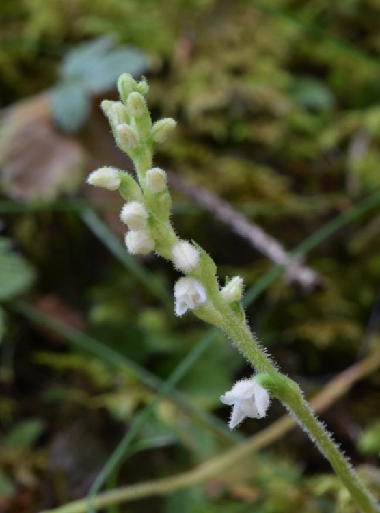 Goodyera repens (L.) R Br. in W.T. Aiton. 3.jpg