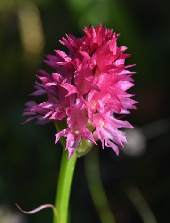 Nigritella miniata (Crantz) Janch. Var. dolomitensis. 7.jpg