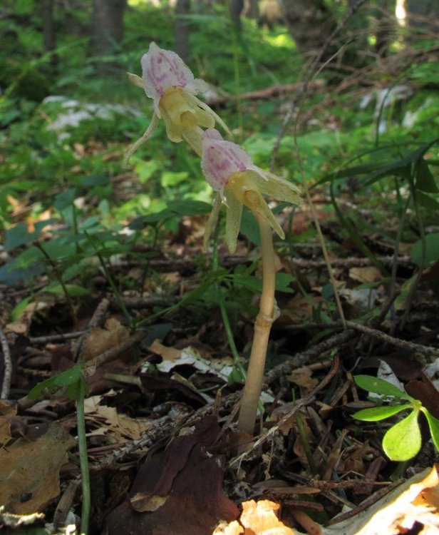 Epipogium aphyllum Sw. 1814. 1.jpg