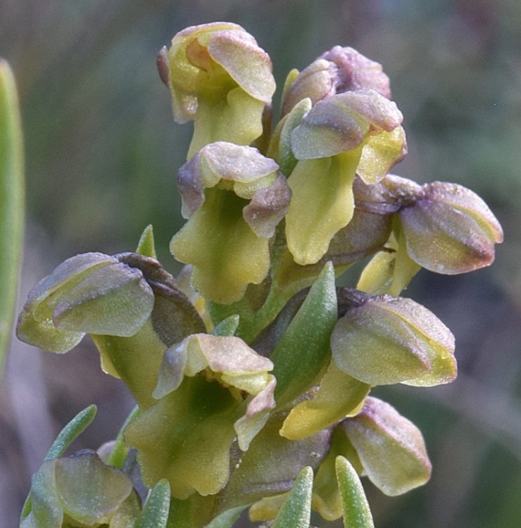 Chamorchis alpina (L.) Rich. 1817. 5.jpg