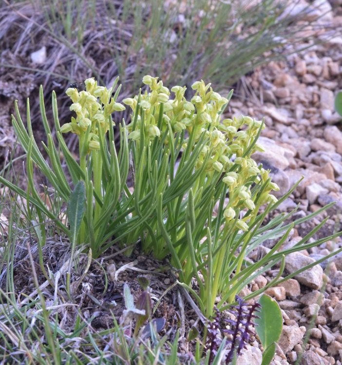 Chamorchis alpina (L.) Rich. 1817. 1.jpg