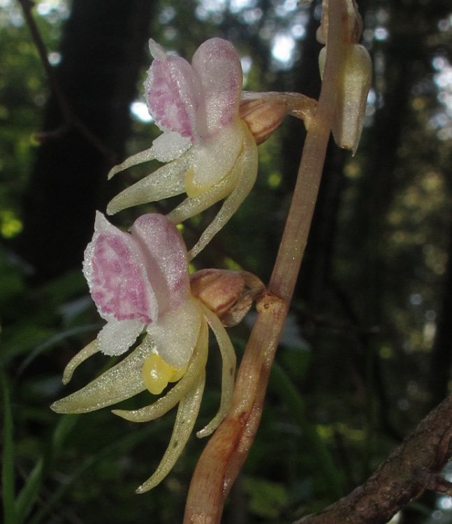 Epipogium aphyllum Sw. 1814. 9.jpg