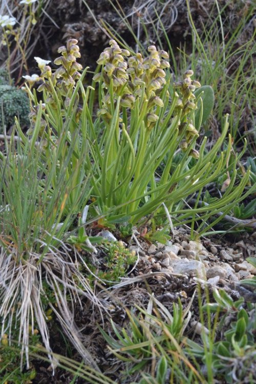 Chamorchis alpina (L.) Rich. 1817. 3.jpg