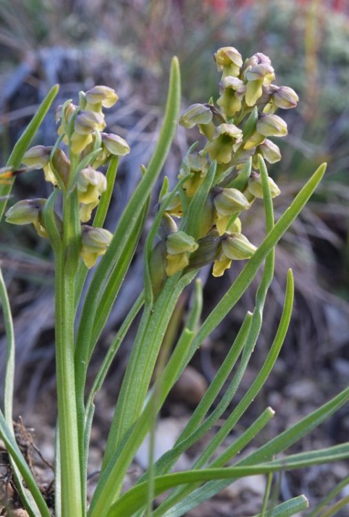 Chamorchis alpina (L.) Rich. 1817. 4.jpg