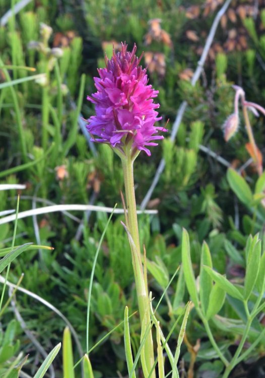 Gymnadenia odoratissima x Nigritella rhellicani = Gymnigritella. 2.jpg