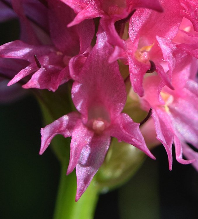 Nigritella miniata (Crantz) Janch. Var. dolomitensis. 9.jpg