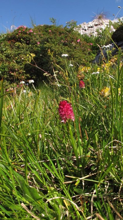 Nigritella miniata (Crantz) Janch. Var. dolomitensis. 2.jpg