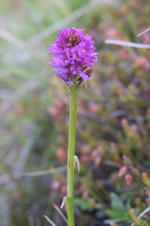 Gymnadenia odoratissima x Nigritella rhellicani = Gymnigritella. 3.jpg