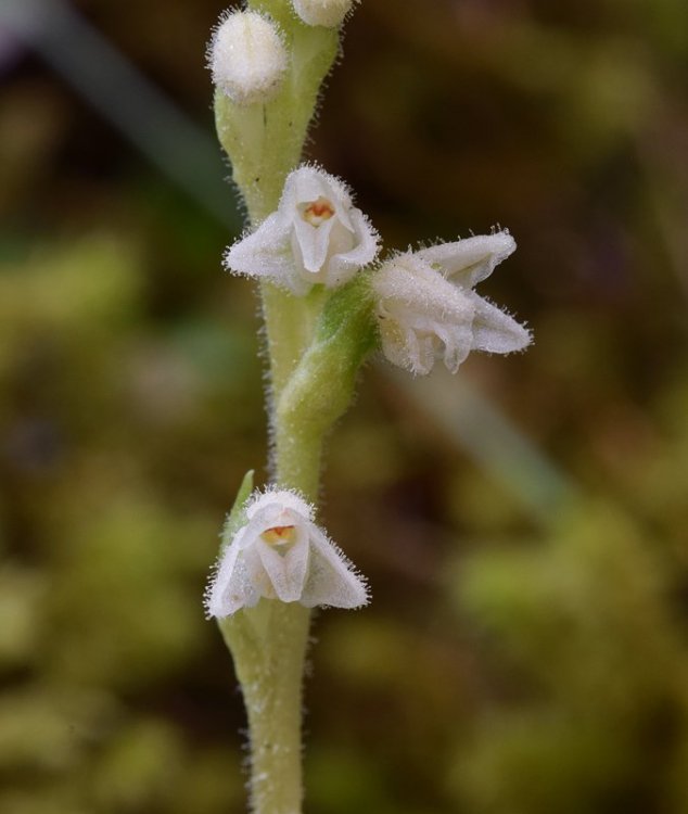 Goodyera repens (L.) R Br. in W.T. Aiton. 5.jpg