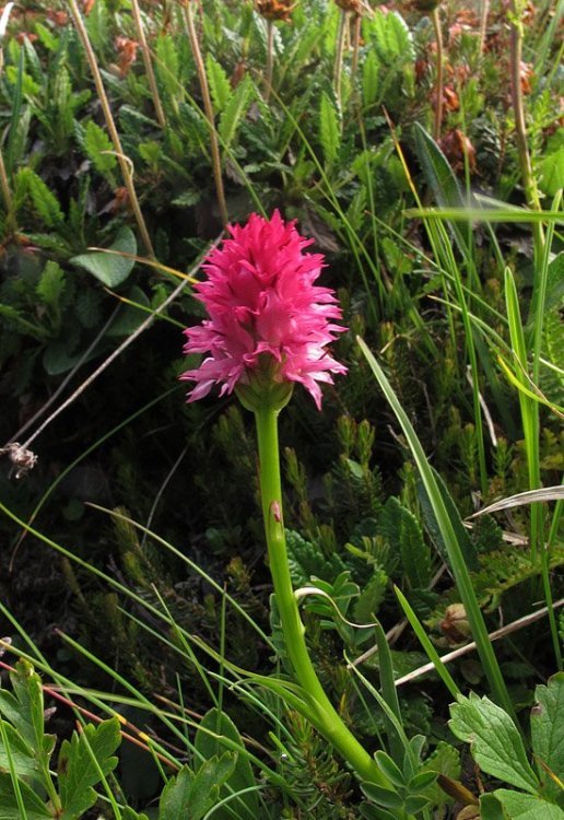 Nigritella miniata (Crantz) Janch. Var. dolomitensis. 8.jpg