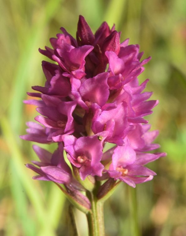 Gymnadenia odoratissima x Nigritella rhellicani = Gymnigritella. 8.jpg