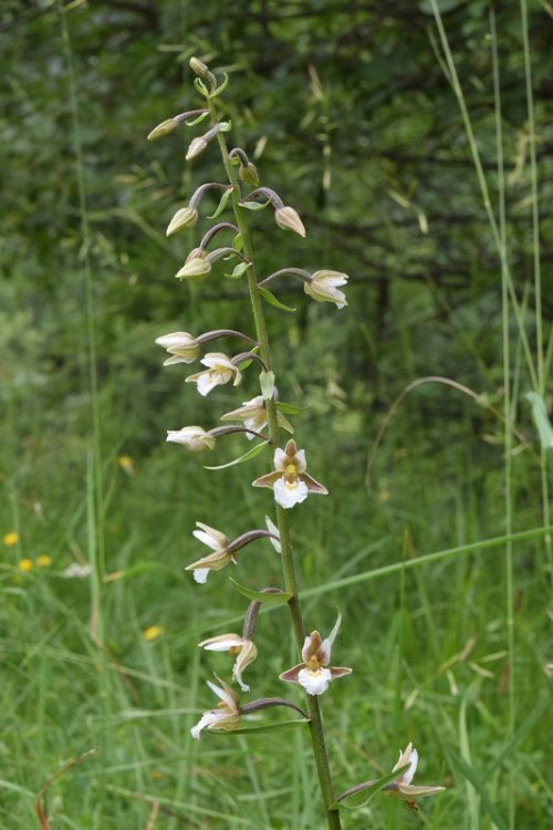 Epipactis palustris (L.) Crantz 1769. Recoaro 3.jpg