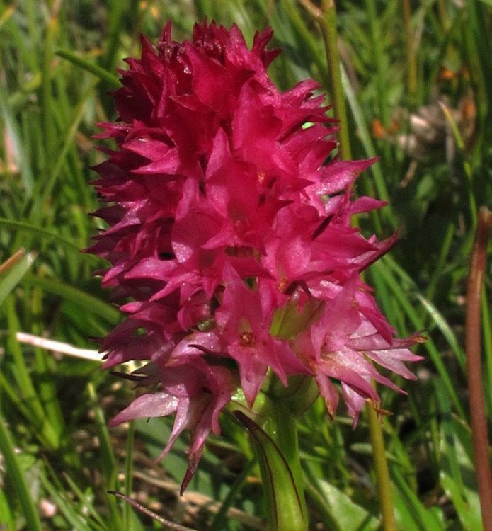 Nigritella miniata (Crantz) Janch. Var. dolomitensis. 4.jpg