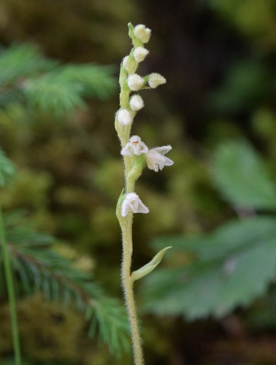 Goodyera repens (L.) R Br. in W.T. Aiton. 4.jpg