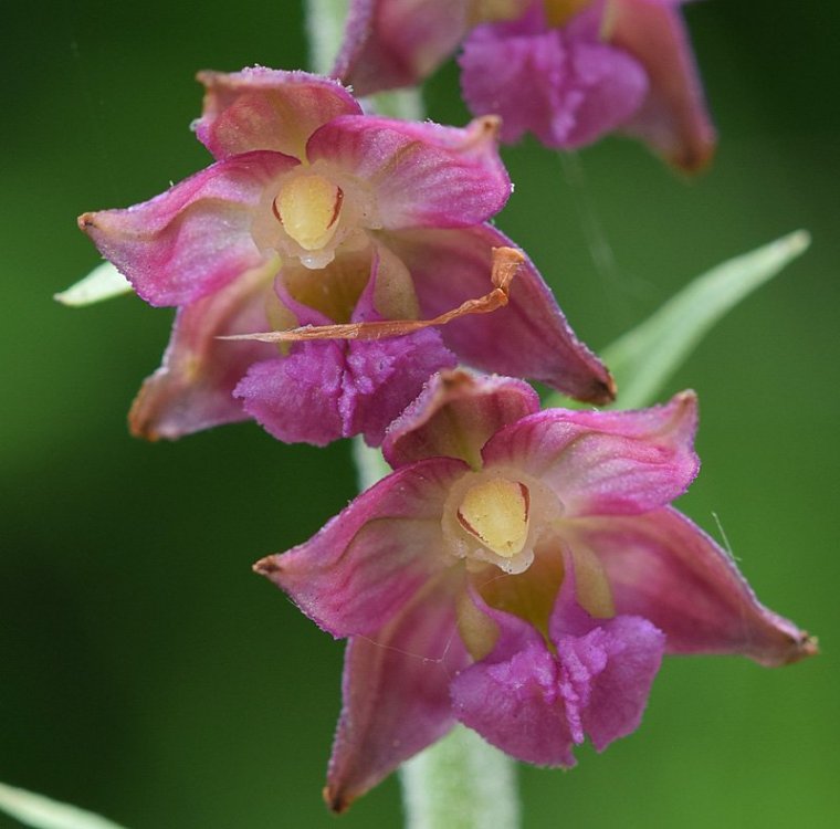 Epipactis atrorubens (Hoffm.) besser 1809.3.jpg