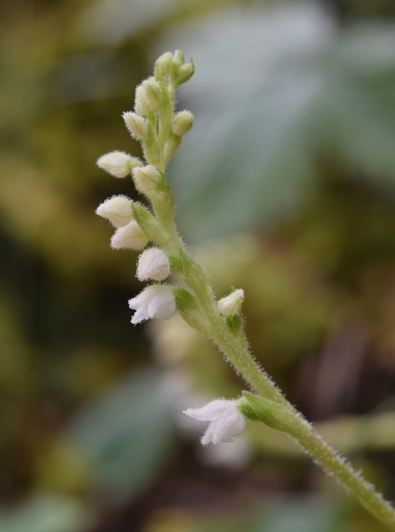 Goodyera repens (L.) R Br. in W.T. Aiton. 2.jpg