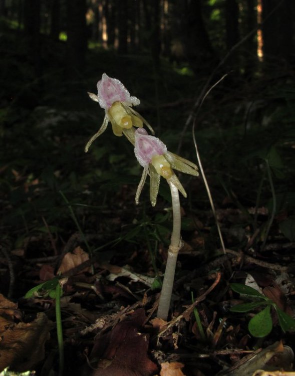 Epipogium aphyllum Sw. 1814. 2.jpg