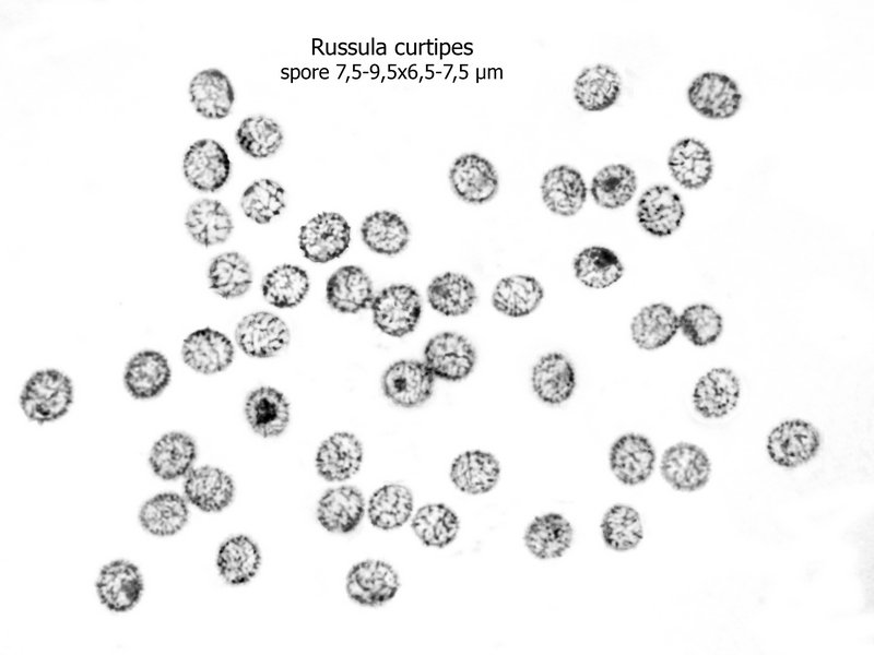 Russula curtipes.jpg