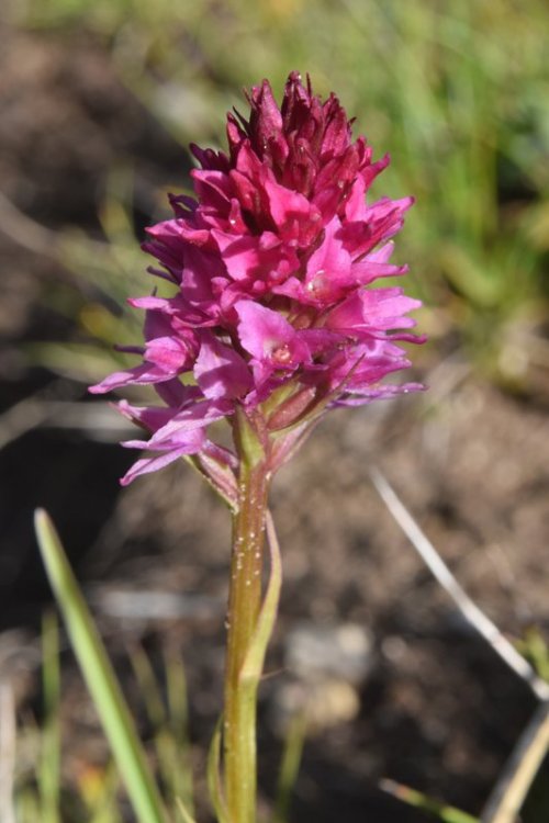 Gymnadenia odoratissima x Nigritella rhellicani = Gymnigritella. 10.jpg