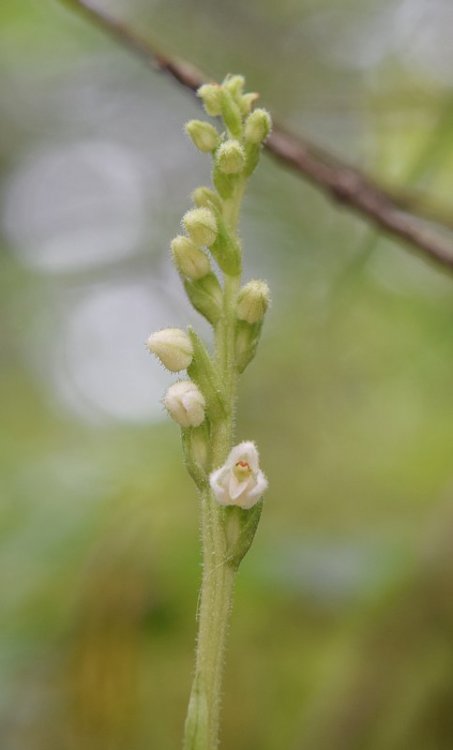 Goodyera repens (L.) R Br. in W.T. Aiton. 9.jpg