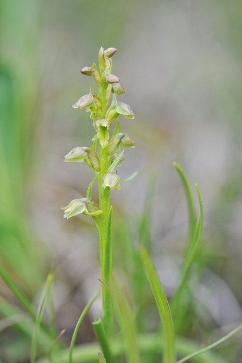 chamorchis3.jpg