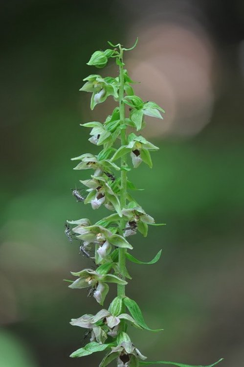 helleborine.jpg